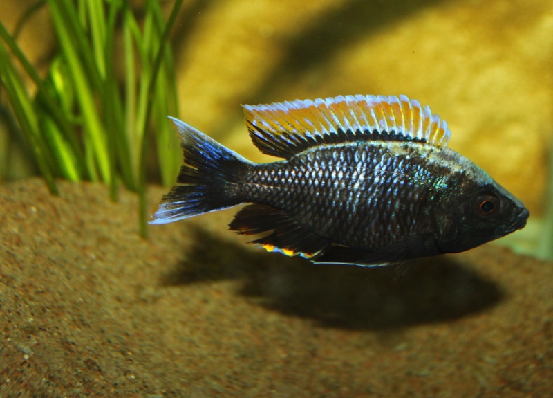 Copadichromis sp. 'firecrest' Gome
